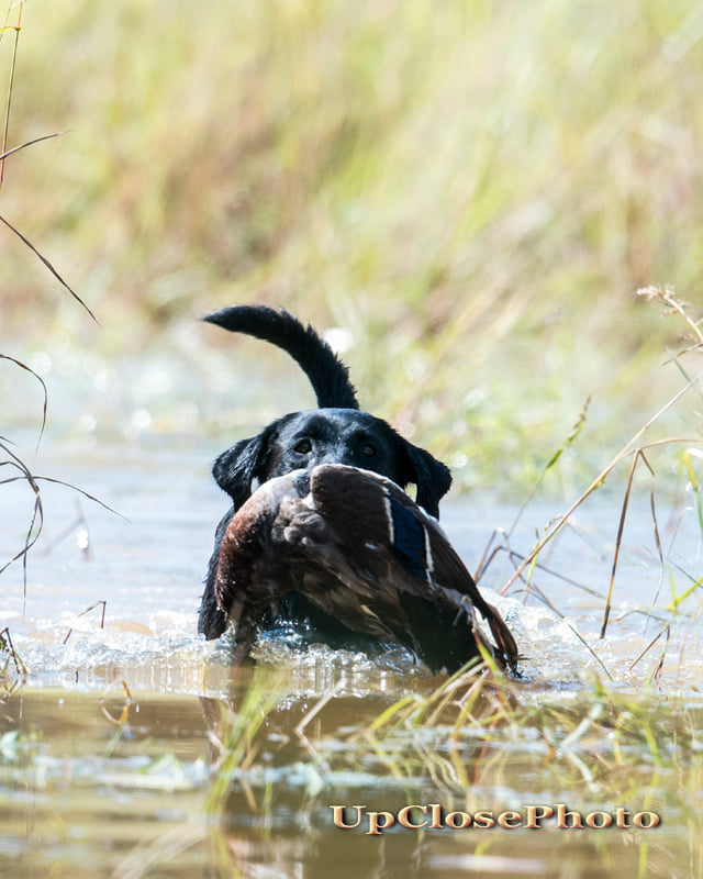 GRHRCH UH Harness Creek's Hillbilly Boy Blu MH | Black Labrador Retriver