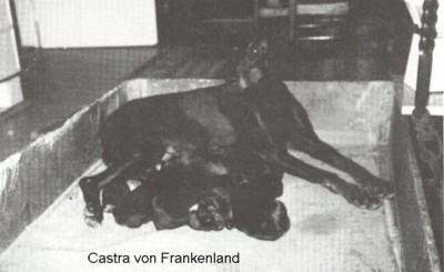 Castra v. Frankenland | Black Doberman Pinscher