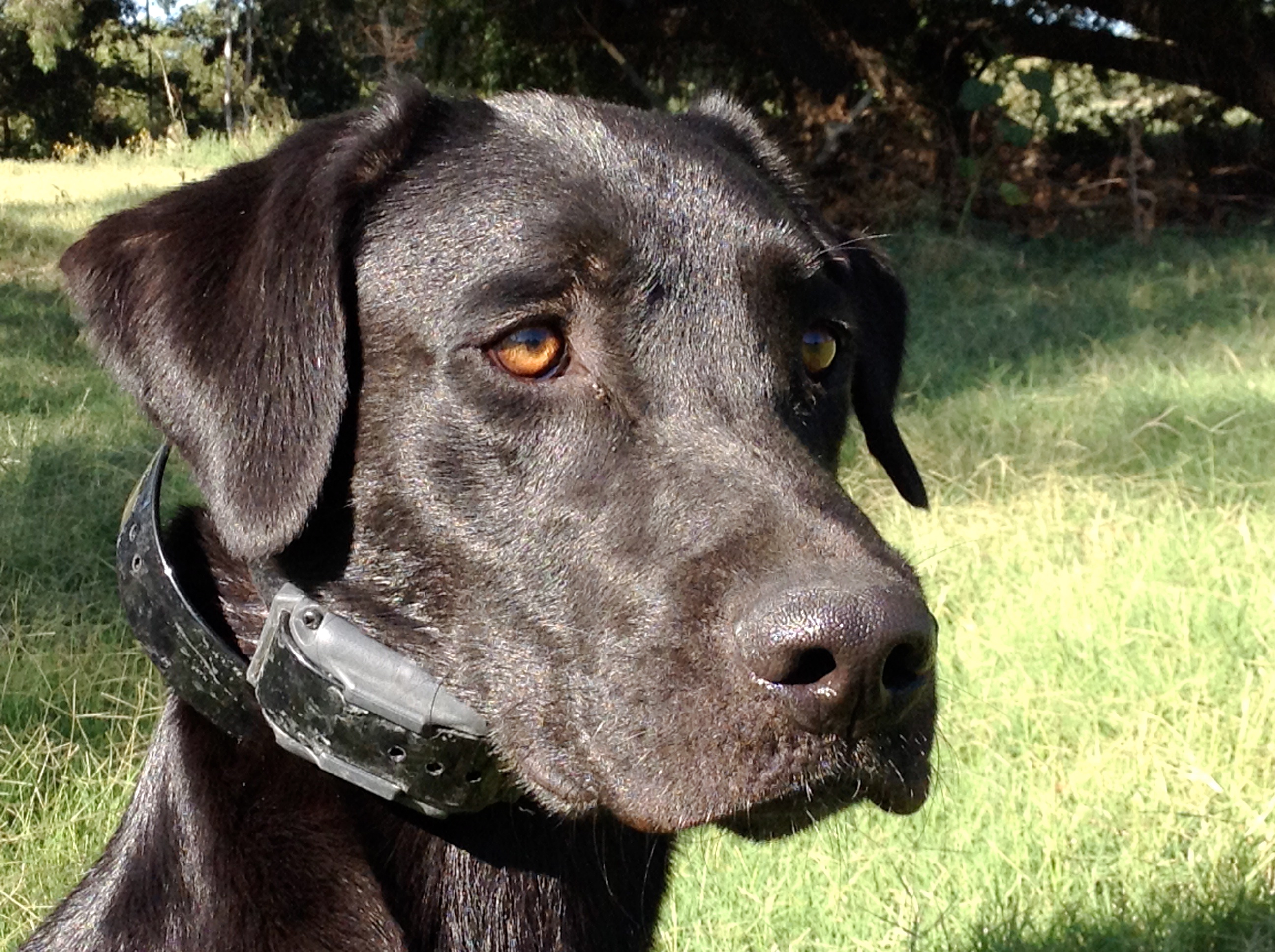 How The West Was Won QA2 | Black Labrador Retriver