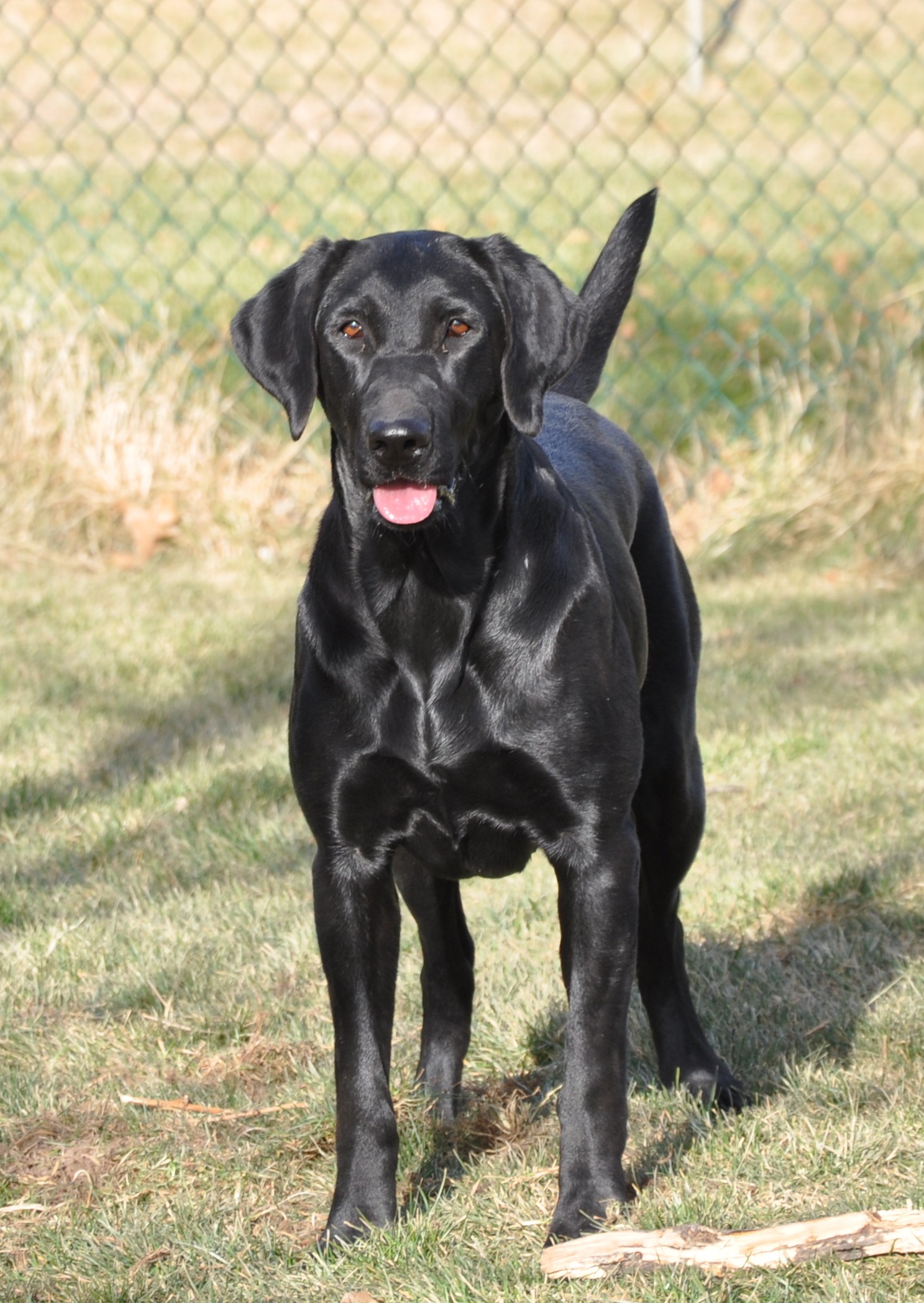 HRCH  Duckdawg's Dottie's Little Star | Black Labrador Retriver