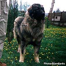 Luj | Yugoslavian Shepherd Dog-Sarplaninac 