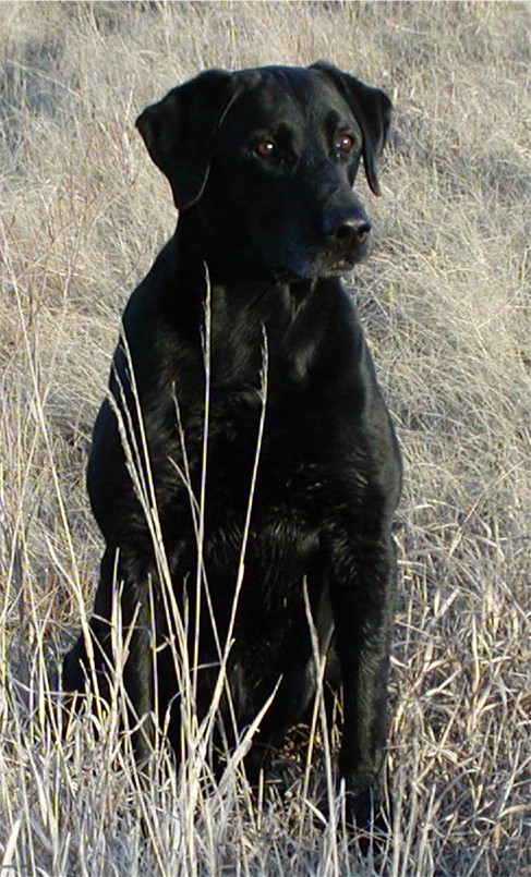 HRCH Dakota's Dogie Bull MH | Black Labrador Retriver