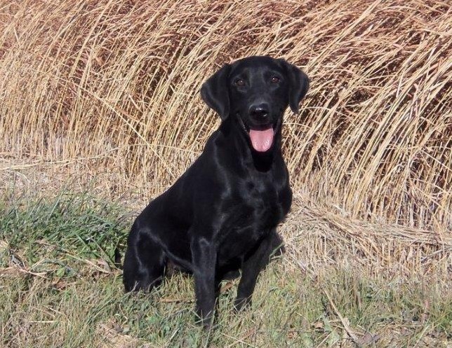 Outlaw Ms Molly Boo MH | Black Labrador Retriver