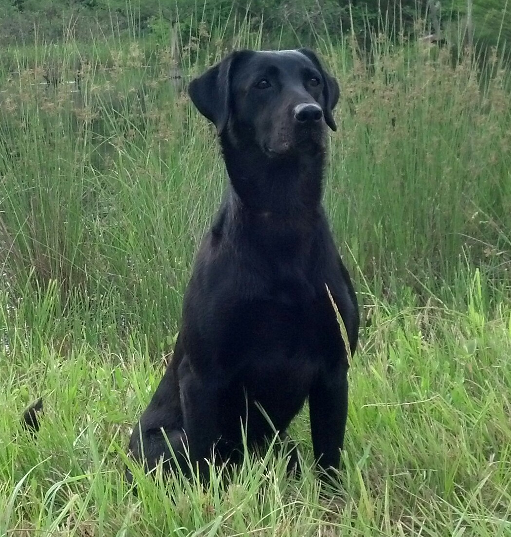 SRSA HRCH Hulseys Black Magic Sadie MH QAA | Black Labrador Retriver