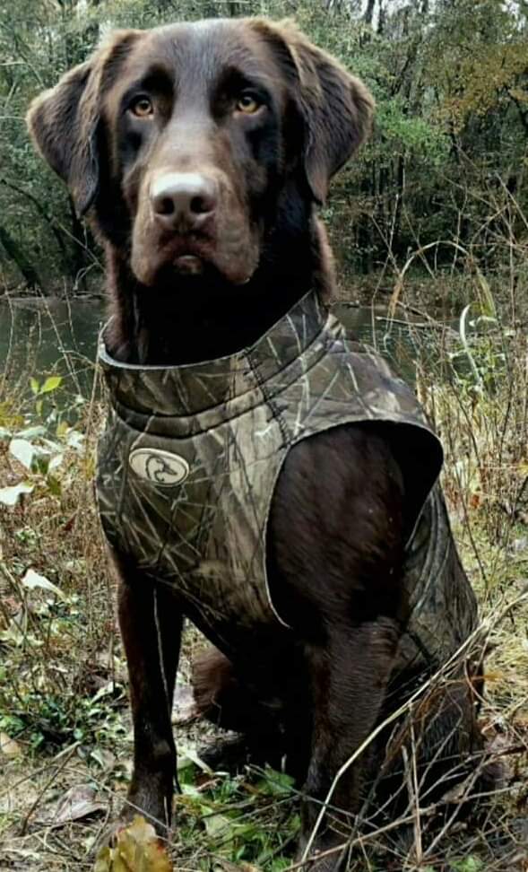 SHR Swamp Stomper's Ar. Cajun Gator Bouillon | Chocolate Labrador Retriver