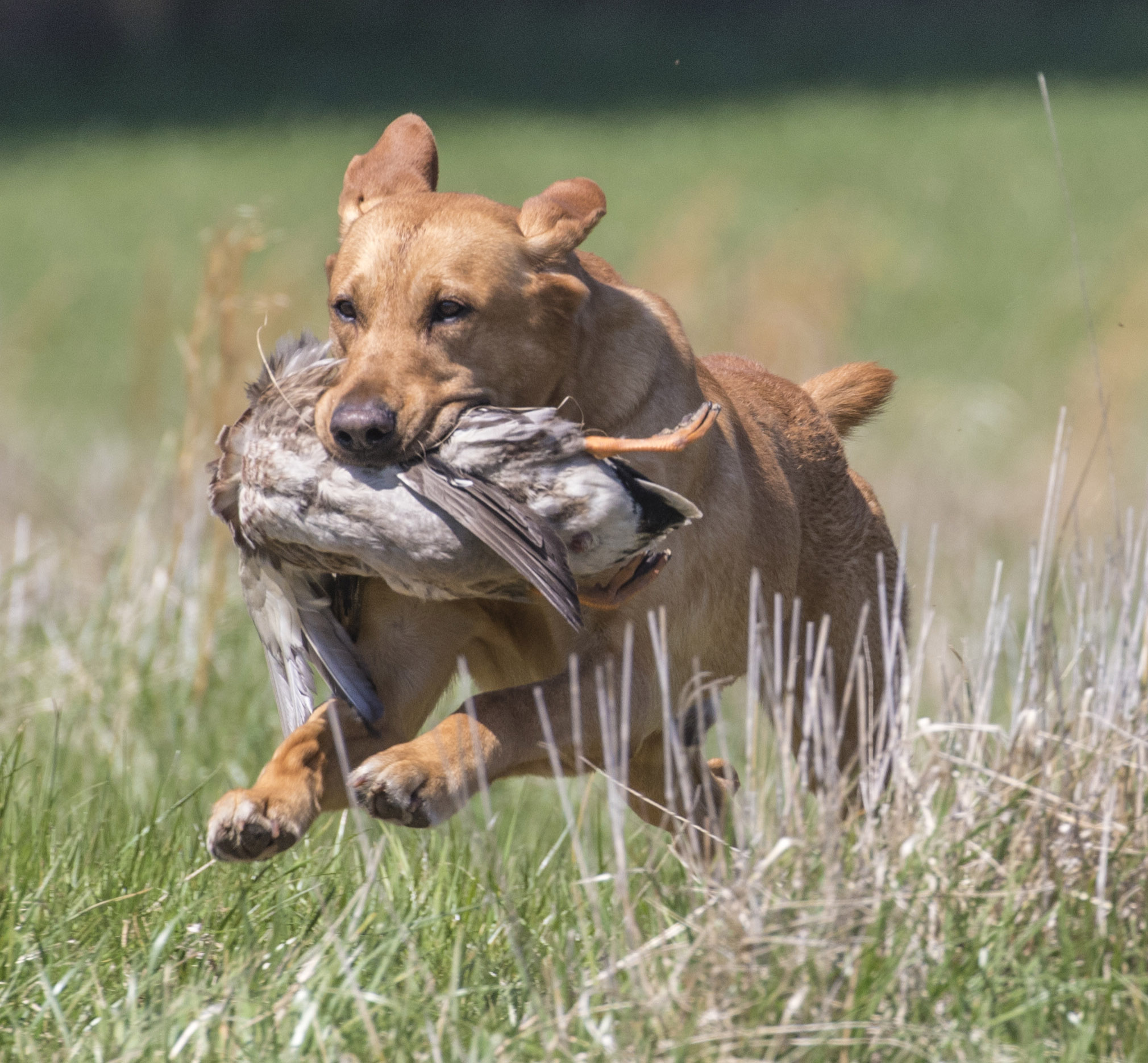 Topend's Heart'n Soul MH, QAA | Yellow Labrador Retriver