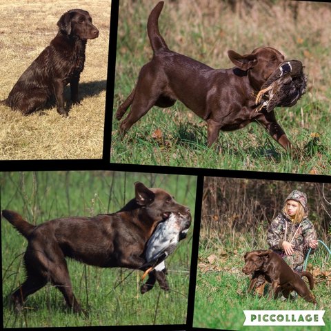 HR Six Mile Brownie Bird Bringer | Chocolate Labrador Retriver