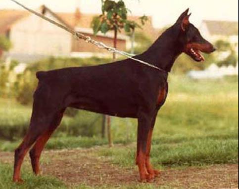 Xira v. Norden Stamm | Black Doberman Pinscher