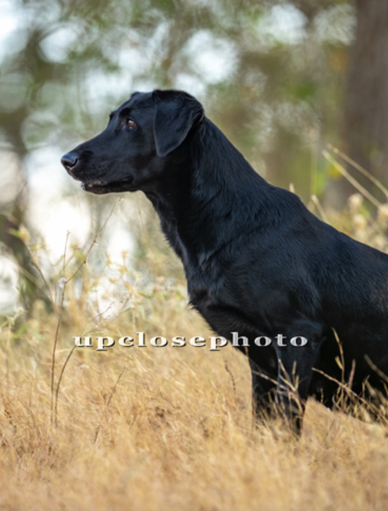 FC AFC Cajun Nightmares Rougaroux | Black Labrador Retriver