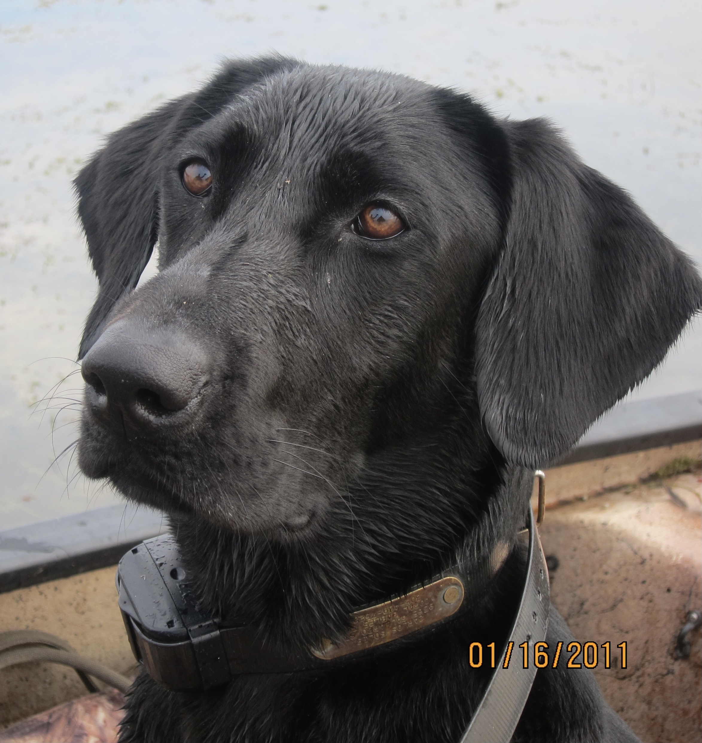 Coolwater Gypsy Rose | Black Labrador Retriver