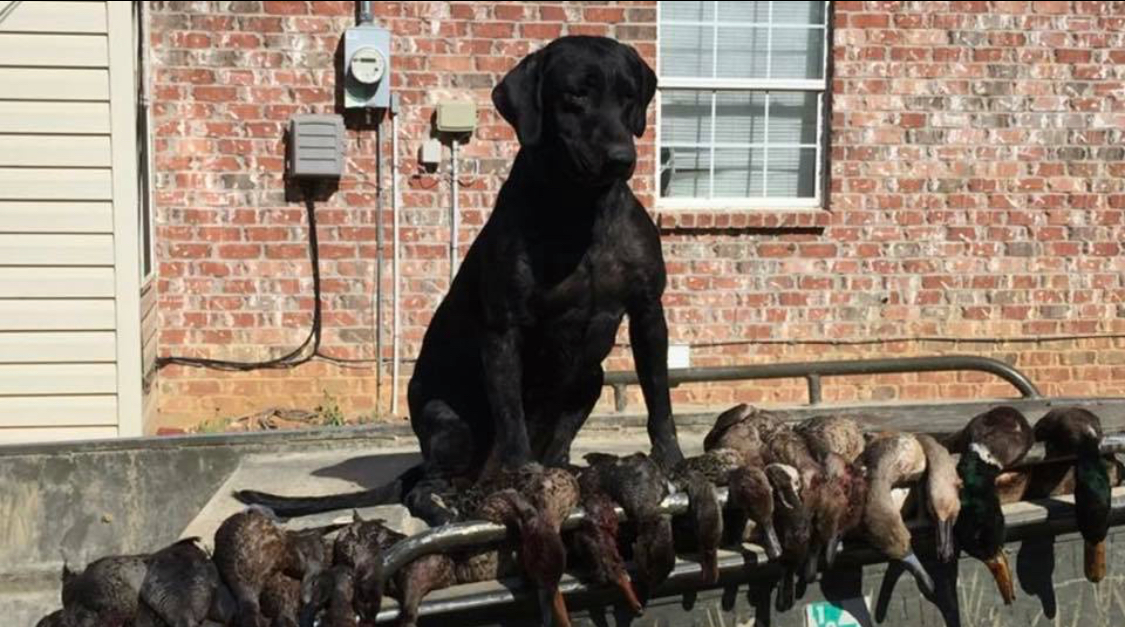 HR  Stoneridge Southern Elite's Diva | Black Labrador Retriver