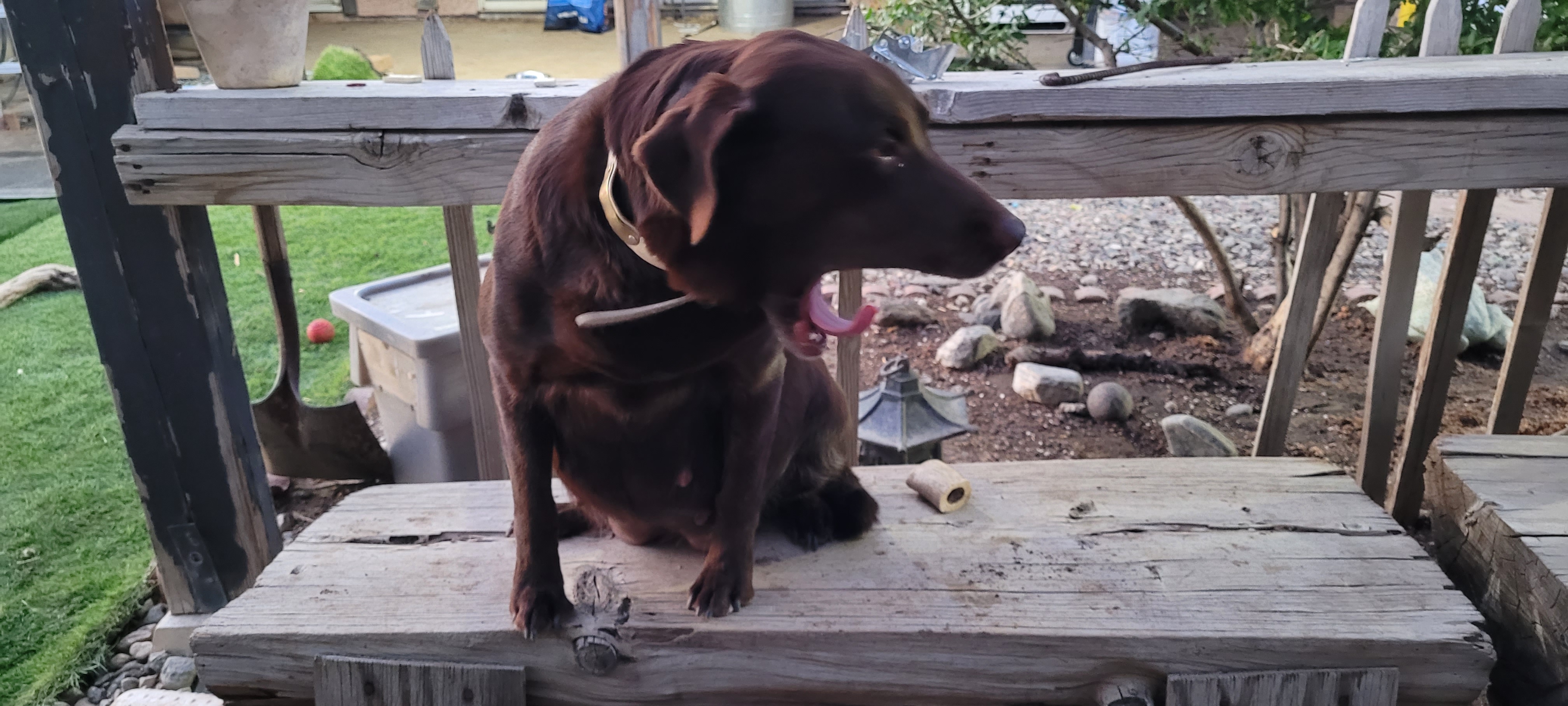 Action Take 2 | Chocolate Labrador Retriver