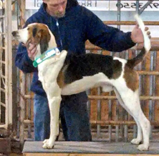 24 karat wood banshee | Treeing Walker Coonhound 