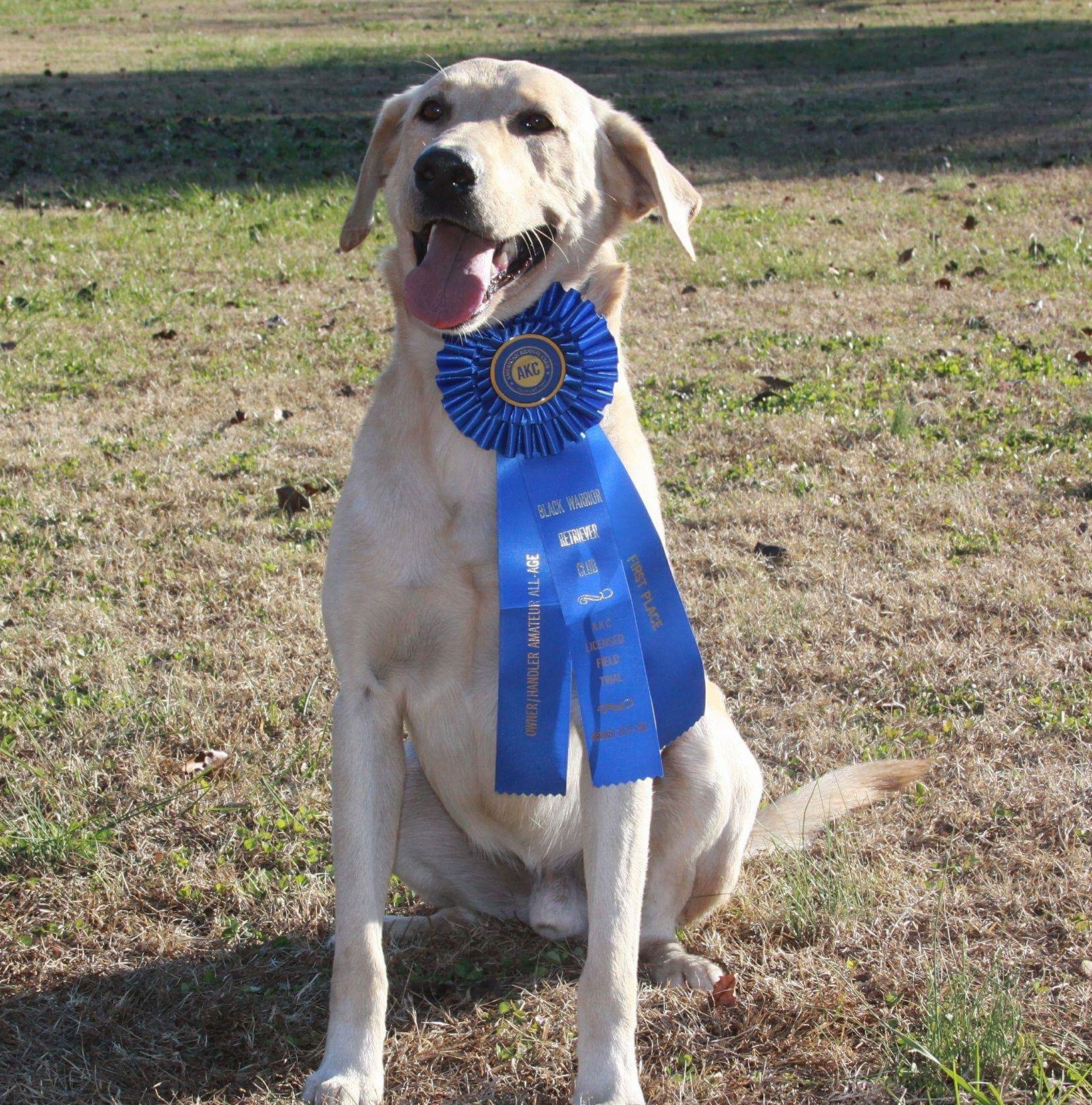 AFC Akuk's Rock-n-roll | Yellow Labrador Retriver