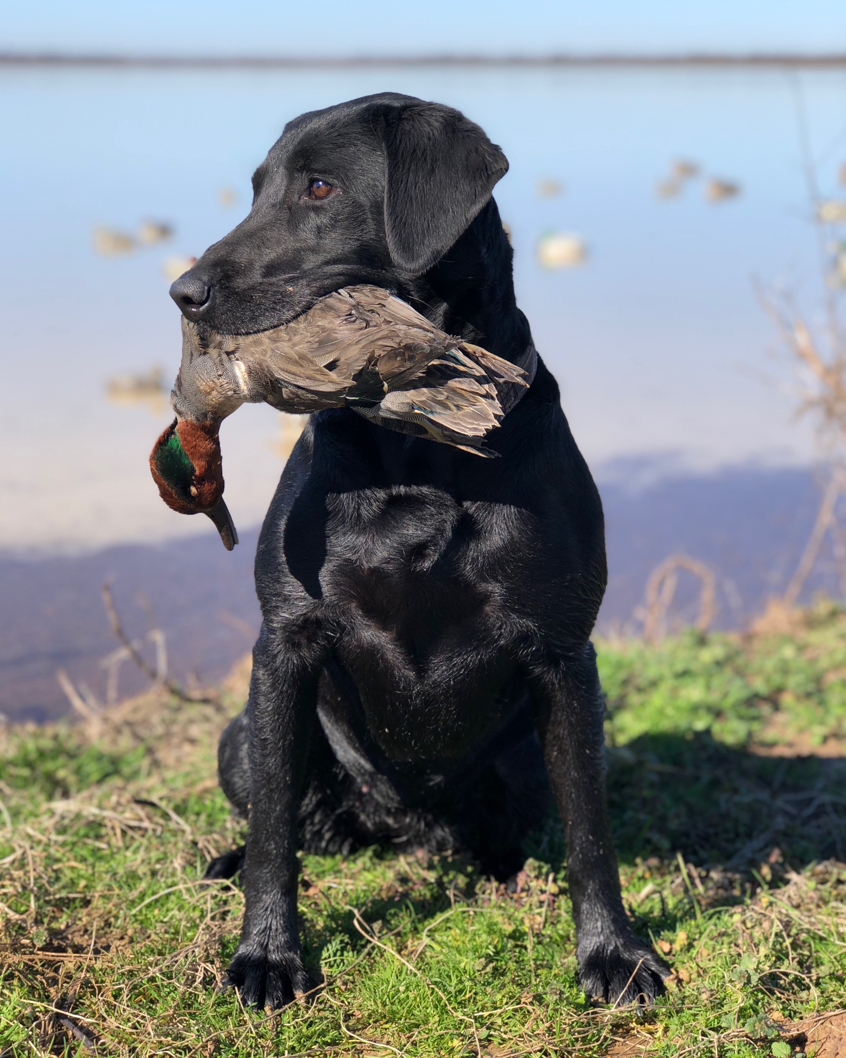 GRHRCH FIFTY ONE FIFTY | Black Labrador Retriver