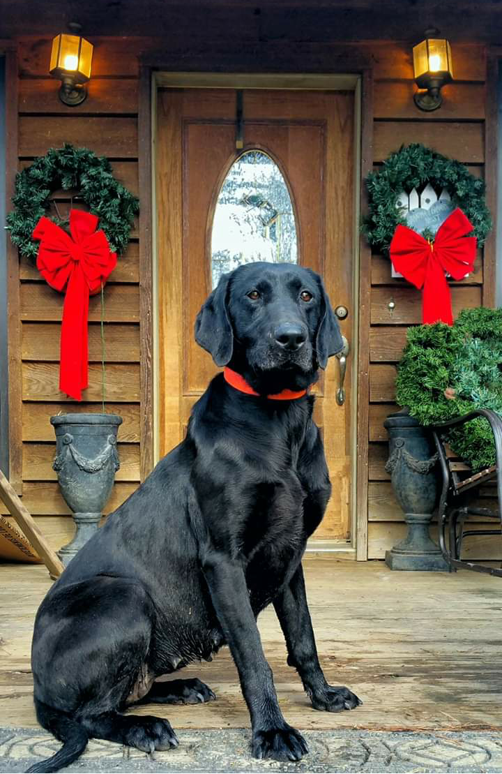 Swamp Stomper's The Big Boss Mans Daughter | Black Labrador Retriver