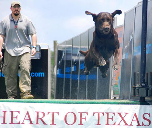 HRCH Doehring's Pucker Factor SH | Chocolate Labrador Retriver