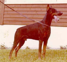 Tex v. Frankenland | Black Doberman Pinscher