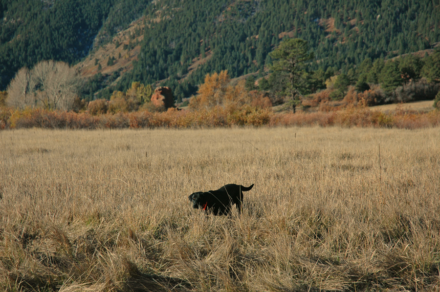 APR Bearpoint's Black Gold Sierra JH | Black Labrador Retriver