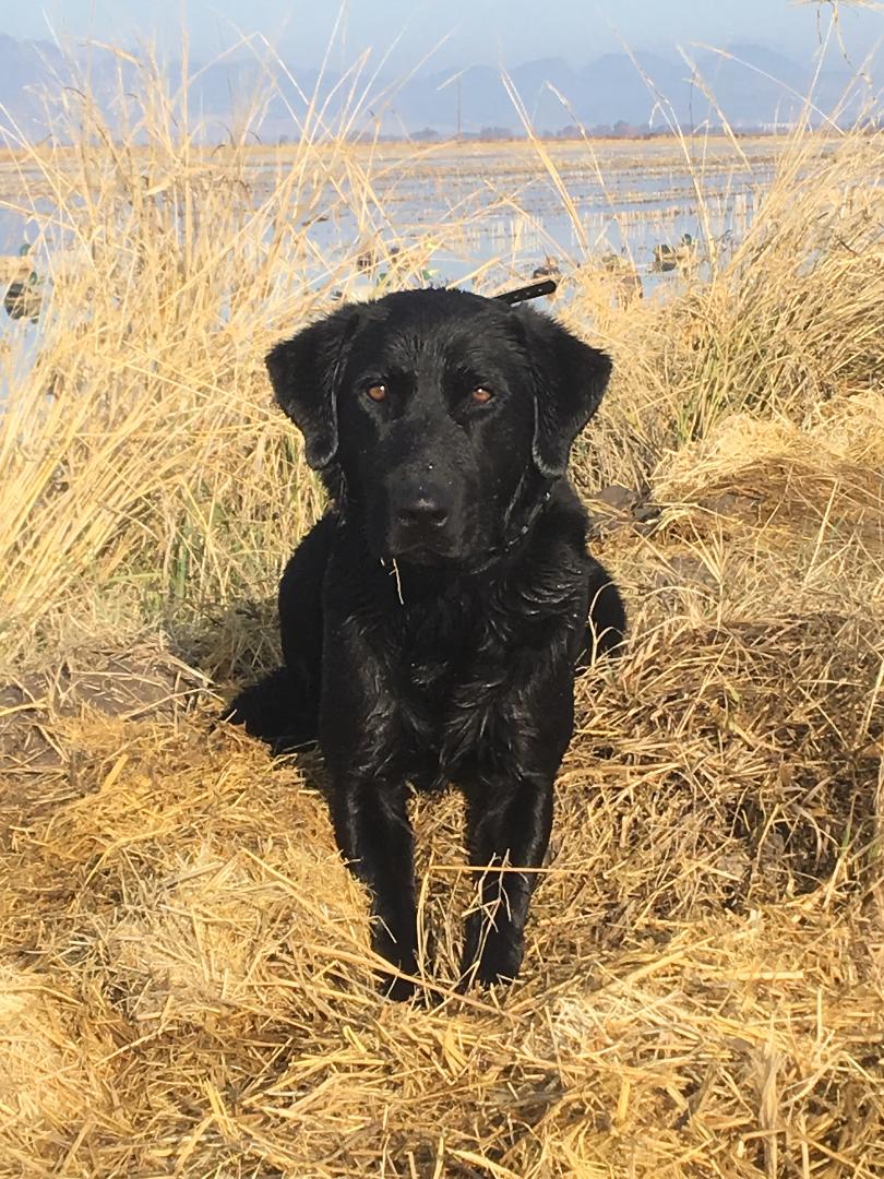 Buckshots Modern Day Warrior | Black Labrador Retriver