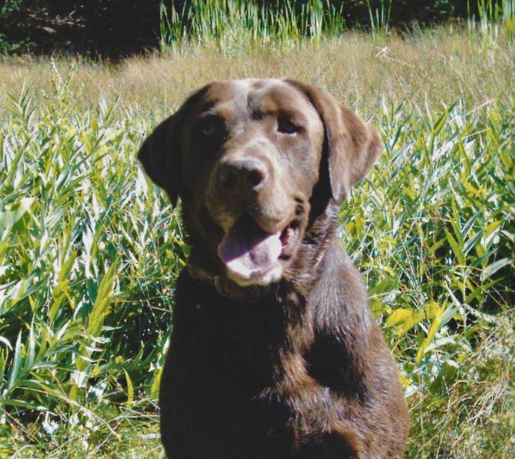 The Hank Water Monster | Chocolate Labrador Retriver