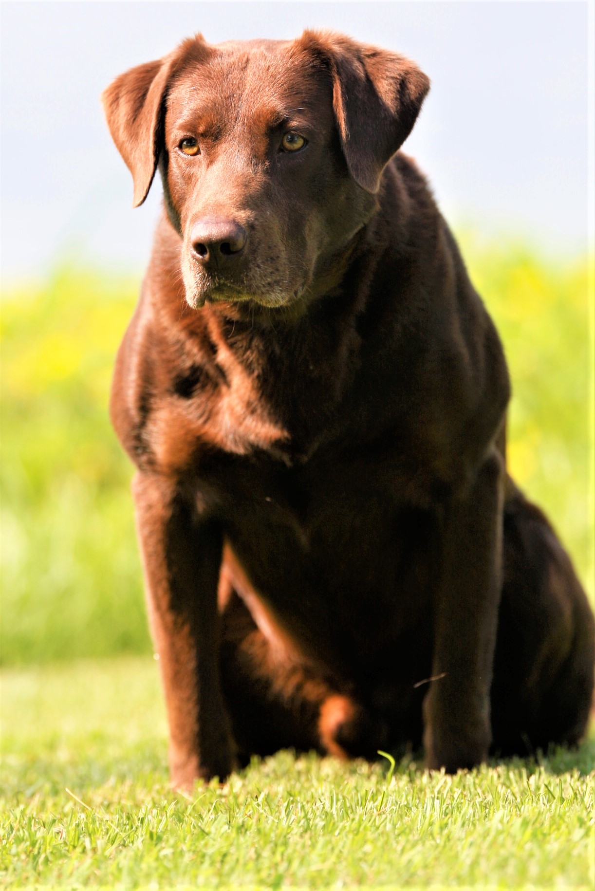 HRCH UH Harness Creek's Leroy Brown MH | Chocolate Labrador Retriver