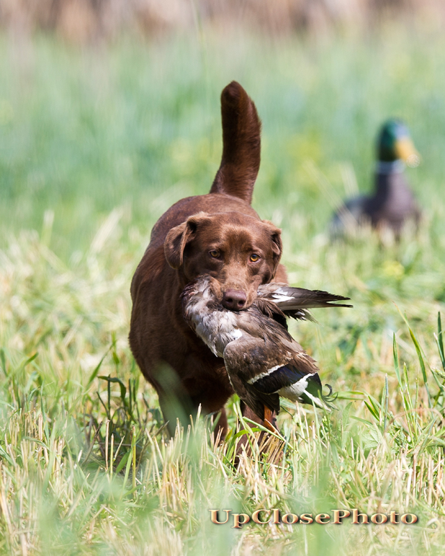 HRCH Harness Creek's Consider Me Gone MH | Chocolate Labrador Retriver