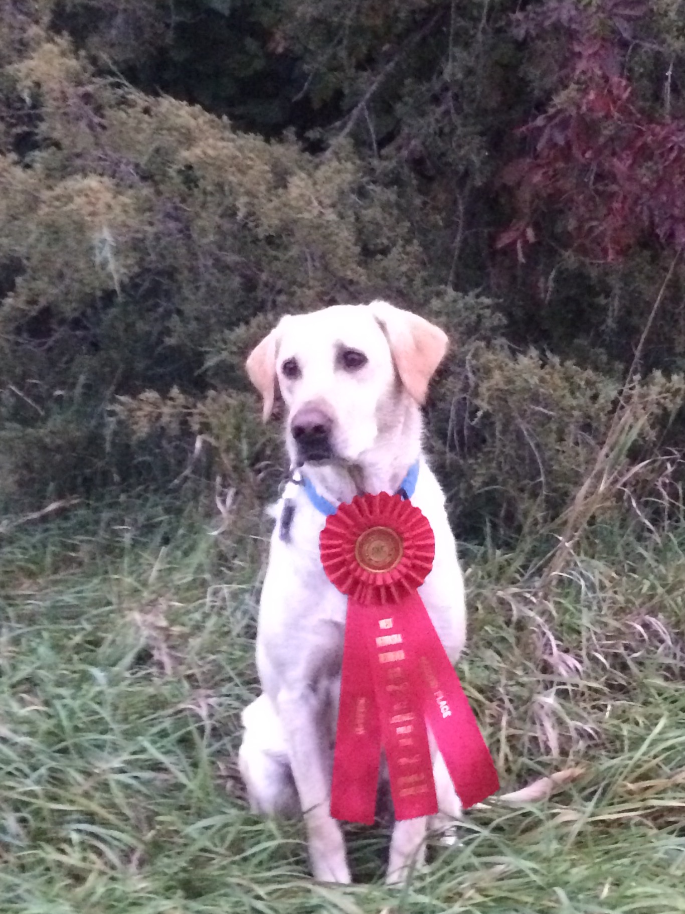 4X GMPR HRCH Top Points' Hunt Em Up Nelli SH QA2 | Yellow Labrador Retriver