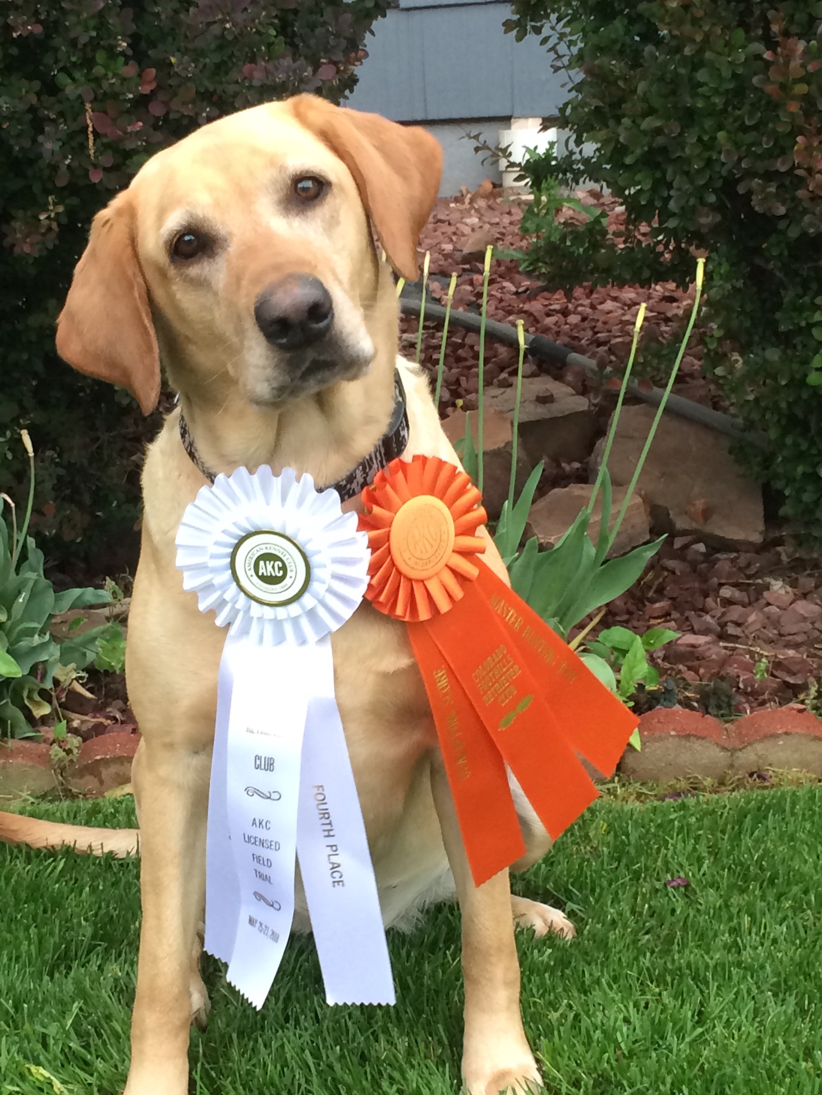 4X GMPR Top Points' Lil Miss Timber Of KBK | Yellow Labrador Retriver