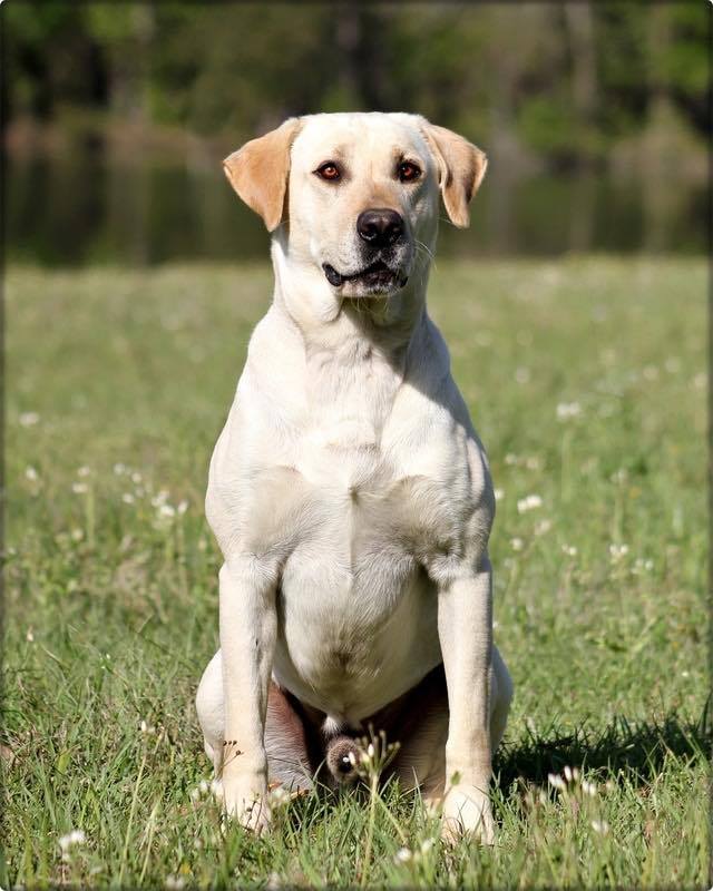 SHR Soggy Bottom Brown Drake JH CGC | Yellow Labrador Retriver