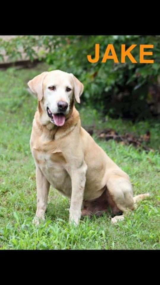 Gud Luk's Jake The Snake | Yellow Labrador Retriver