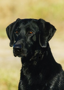 FC Fly Me To The Moon | Black Labrador Retriver