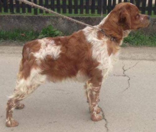 RUTH du San Mamiliano | Brittany 