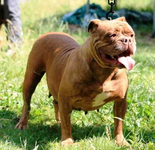 Bullforce Chewey | Olde English Bulldogge 