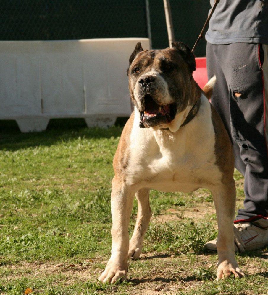 KROM DE IRON BULL | Perro de Presa Canario 