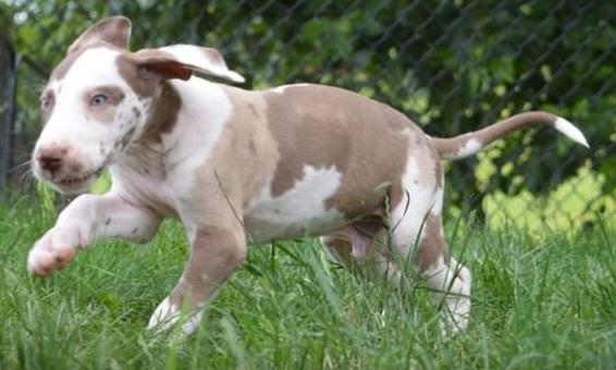 Boondocks Chance | Great Dane 