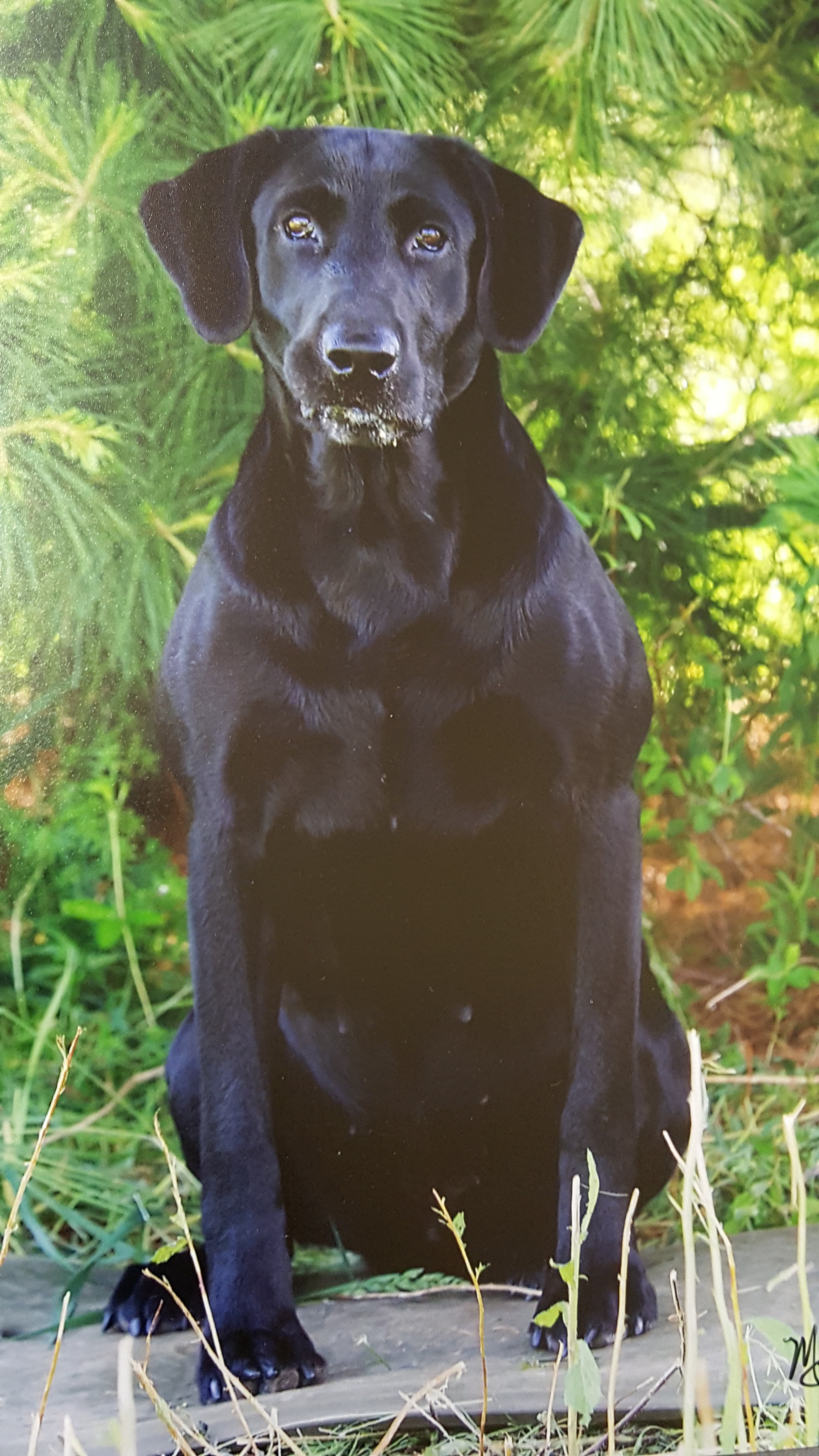 FC AFC Chopper's Final Approach | Black Labrador Retriver