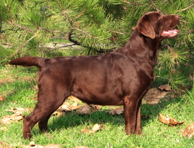 GRCH UA Mallorn's Capuccino | Chocolate Labrador Retriver