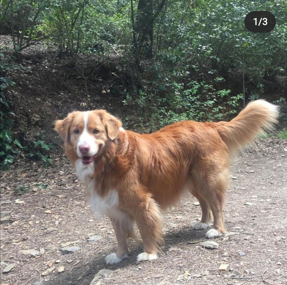 Canis Amicus Ferrari | Nova Scotia Duck Tolling Retriever 