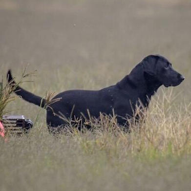 4x GRHRCH UH  Trigger's Shock N Awe HOF  MH | Black Labrador Retriver