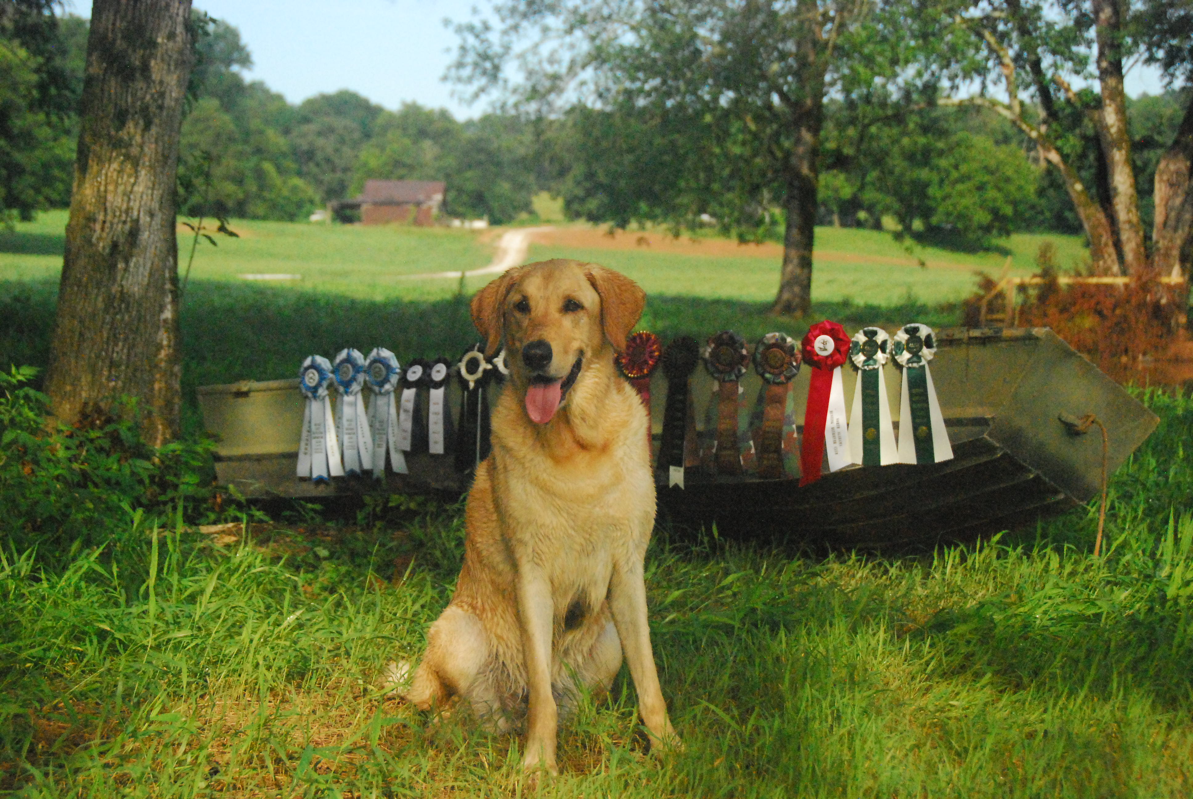 HRCH Millers Scout Em Out | Yellow Labrador Retriver