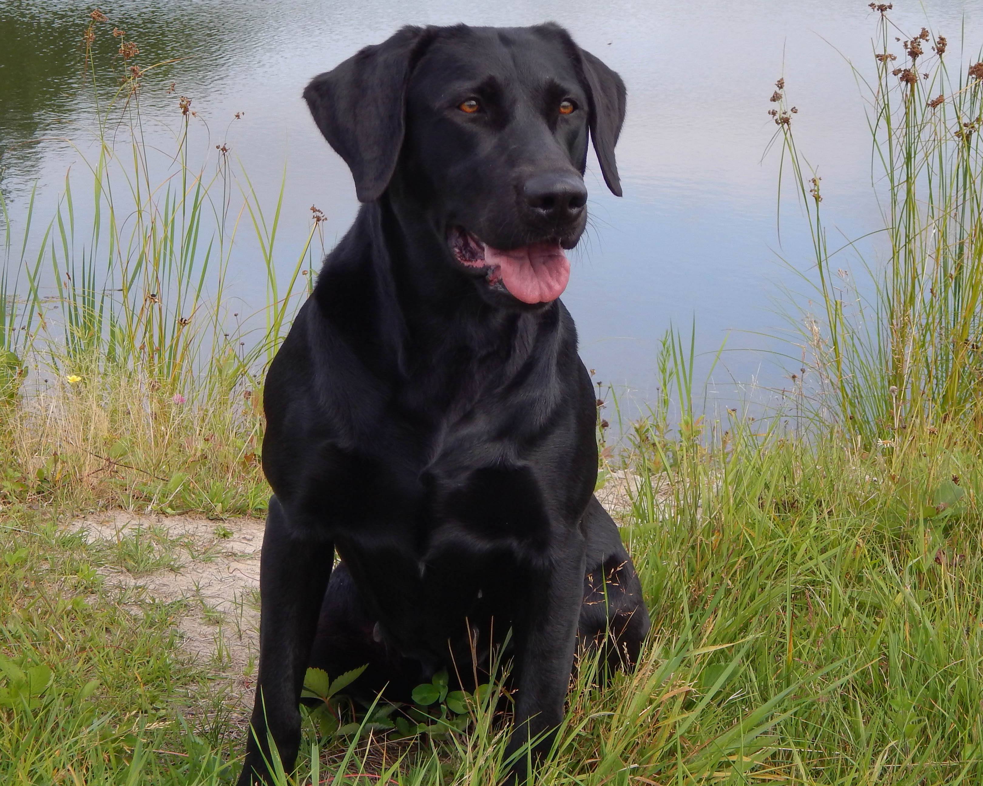 Birddog's Sweet Remembrance | Black Labrador Retriver