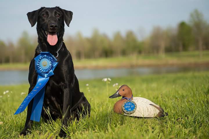 FC Tall Oak's Repeat | Black Labrador Retriver