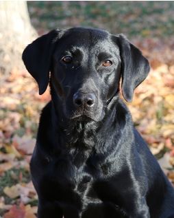 Babyducks Blueberry Power JH | Black Labrador Retriver