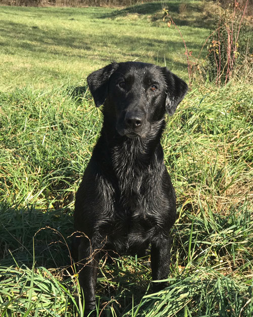 Lock Five Troublesome Farm Boy QA2 | Black Labrador Retriver