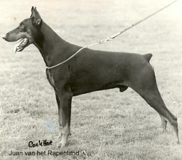 Juan v.h. Rapenland (NHSB 910714) | Black Doberman Pinscher