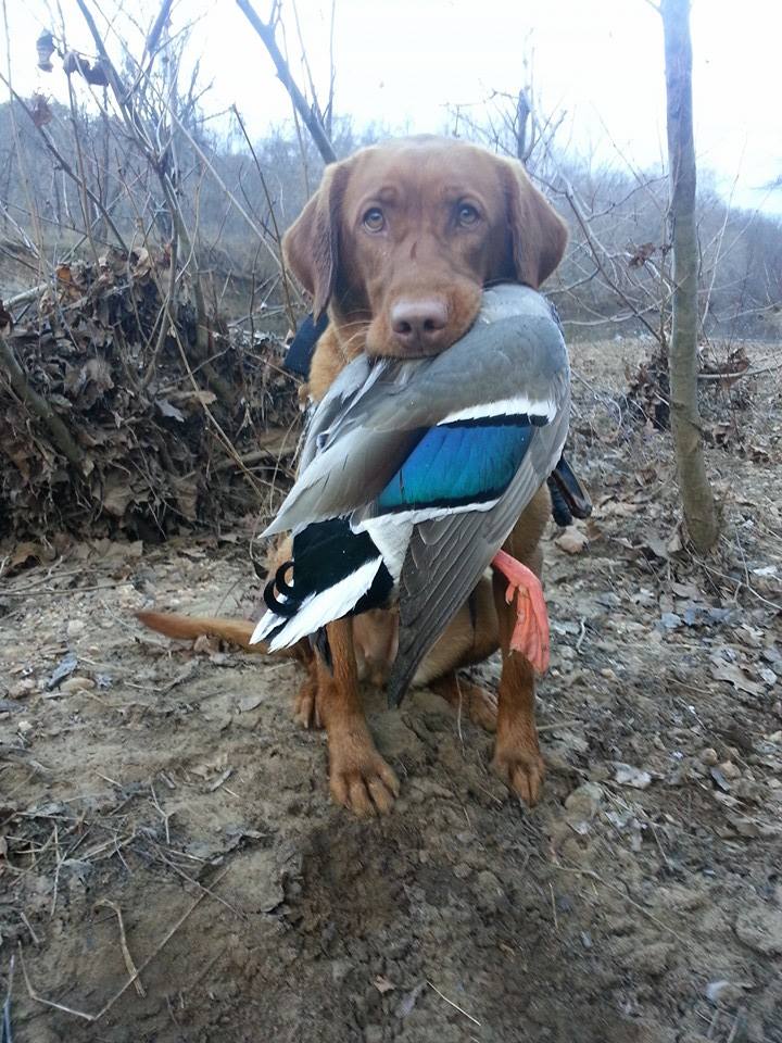 Bradley's Birddog Red Ryder JH | Yellow Labrador Retriver