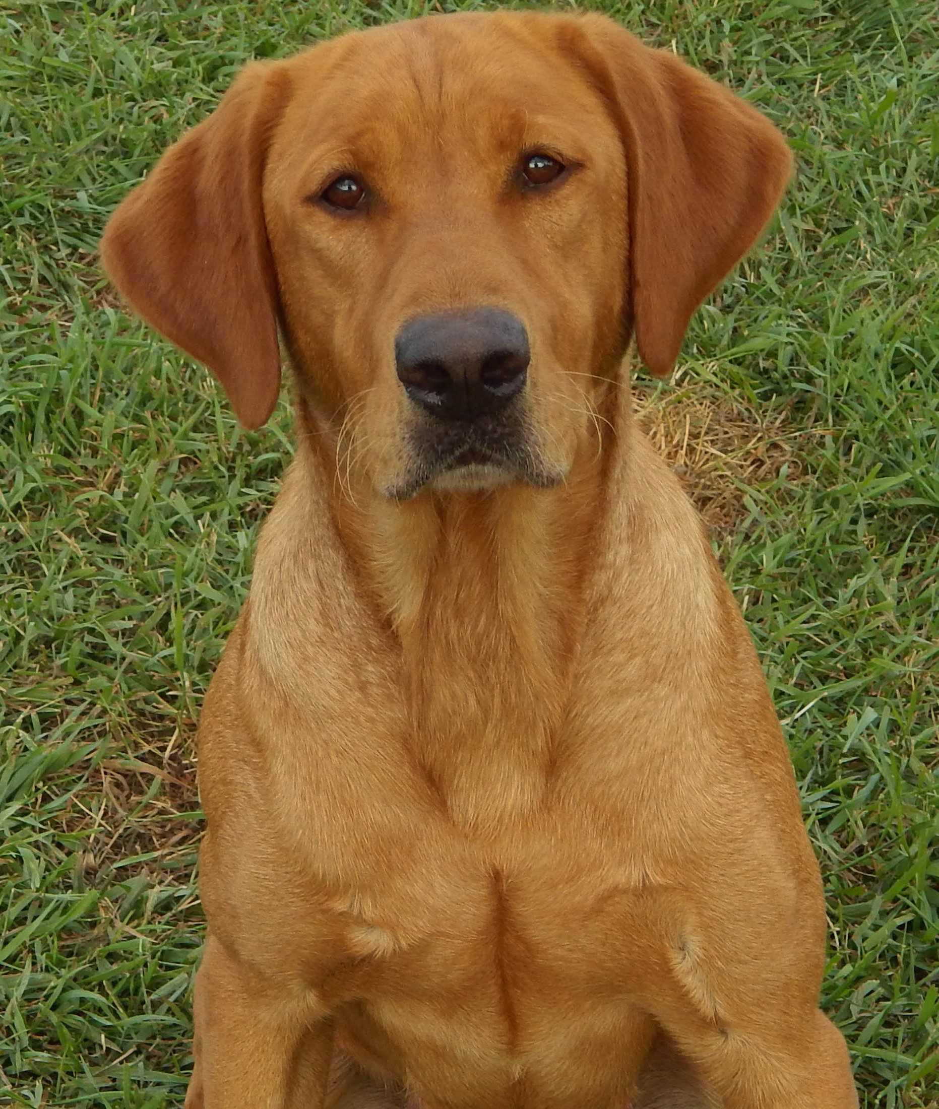 Birddog's Riparian Remington MH | Yellow Labrador Retriver