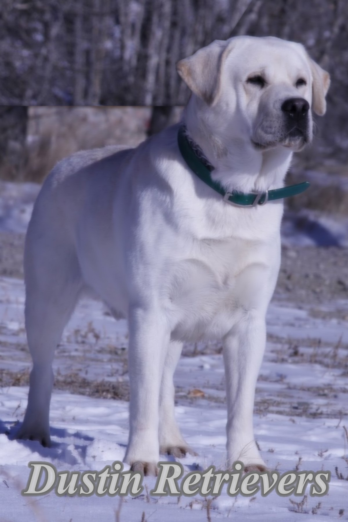 MTN. STAR WHITE LIGHTENING | Yellow Labrador Retriver