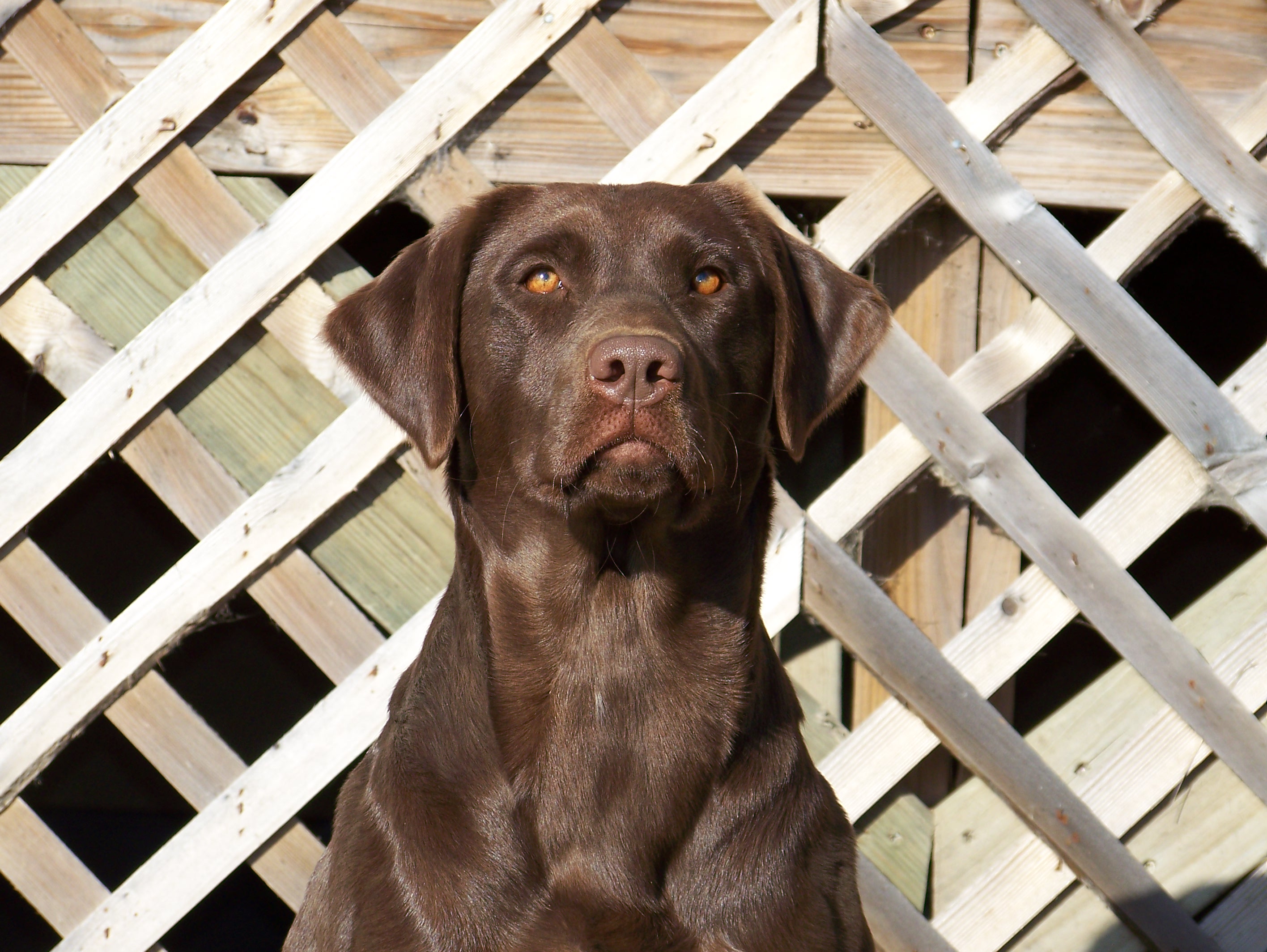 APR Lockdown Labs Foxy Moxie | Chocolate Labrador Retriver